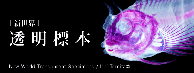 新世界 透明標本 パレットui詳細ページ 新世界 透明標本 Cmn Detail Pui Set 302